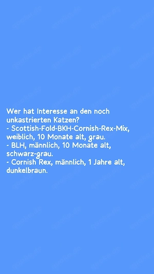 Katzen suchen neues Zuhause 