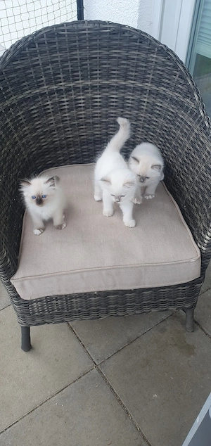 Süße Heilige Birma Kitten zu verkaufen