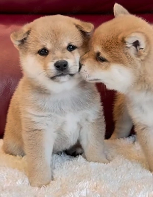 Wunderschöne Shiba-Inu-Welpen suchen ein Zuhause
