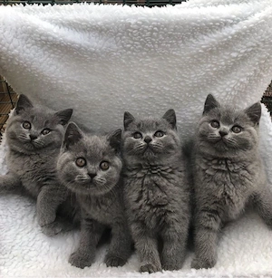 BKH kitten 12 Wochen alt abholbereit 