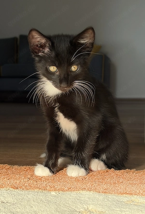 Kitten dringend zu Verkaufen!