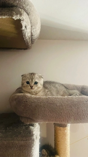 Weisser Britisch Kurzhaar Kitten ab 16.09 abzugeben 