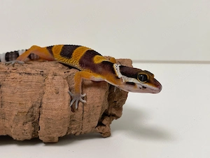Wunderschöne Leopardgecko Jungtiere aus 2026