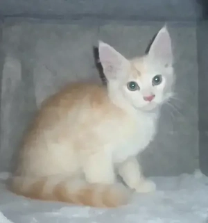 Maine Coon Kitten