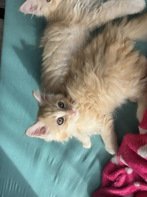 Maine-Coon-Kater 