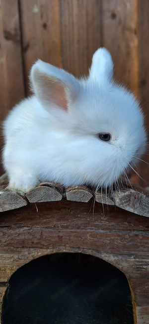  Hasen Zwergkaninchen Löwenkopf 