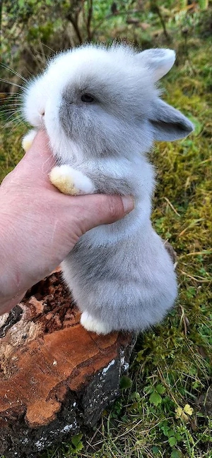 Zwergkaninchen Löwenkopf Zwergwidder