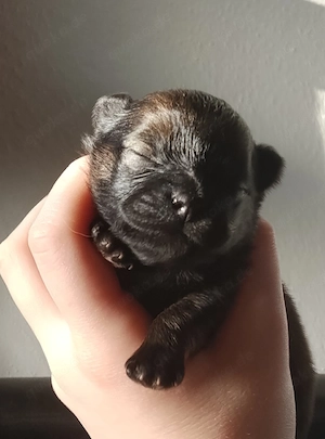 1 Wunderschöne Pomchi Hündin! Bild 3