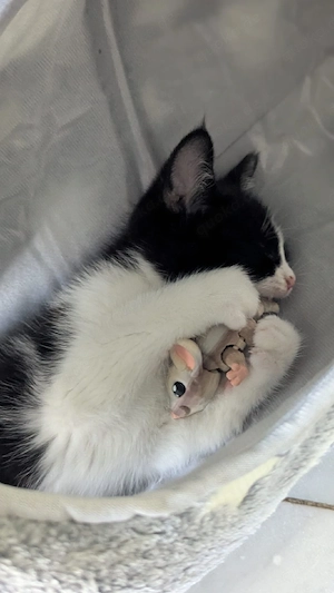 Katze kitten BKH Katze 