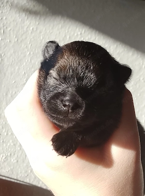 Unsere Pomchi Welpen sind da!
