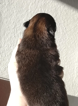 1 Wunderschöne Pomchi Hündin! Bild 7