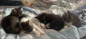 süße baby katzen
