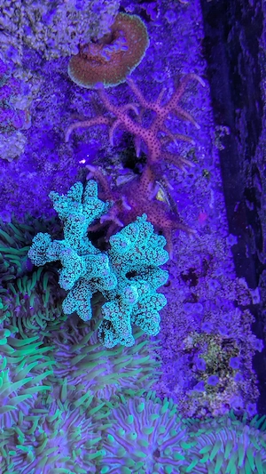 Seriatopora hystrix pink  caliendrum grün 