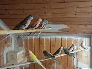  Bourkesittiche 