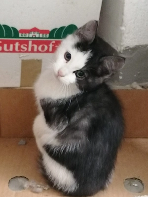Maine Coon Mix Kitten 