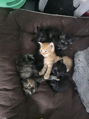 Perser Mischling Kitten 