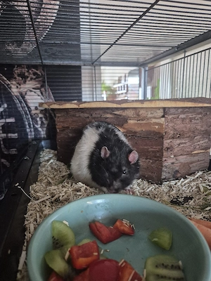 Ratten Böckchen dringend 
