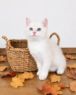 BKH Kitten Baby Hauskatze Britische Kurzhaar golden point weiß Jungs reinrässig