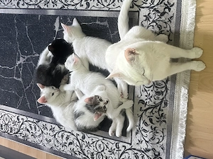 Liebevolles Zuhause für Liebevolle Angora-Mix Kitten