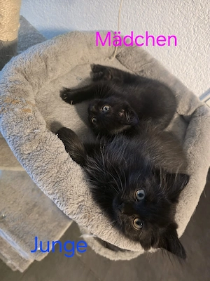 Perser Mischling Kitten 