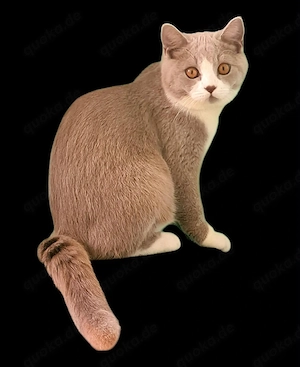 Bkh lilac bicolor  Bild 3