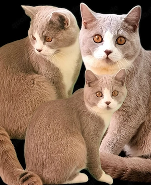 Bkh lilac bicolor  Bild 7