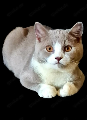 Bkh lilac bicolor  Bild 2