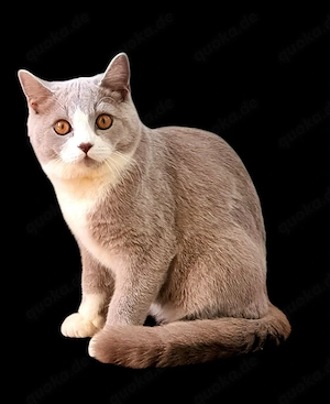 Bkh lilac bicolor  Bild 4