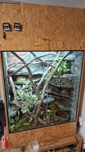 2 Kornnattern 0.1(Anery Typ A) inkl. Großterrarium & Zubehör