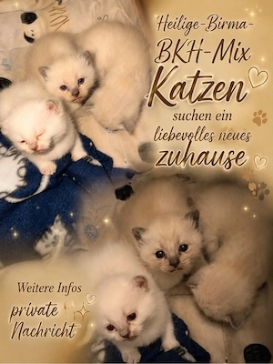 BKH + Heilige Birma 
