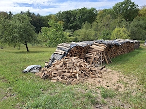 brennholz trocken