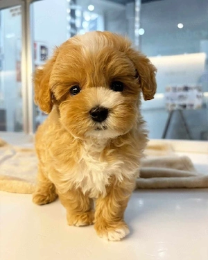 Süße Maltipoo-Hündin sucht liebevolles Zuhause 