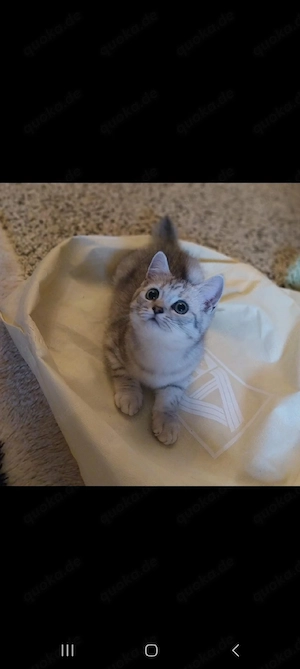 Kitten, BKH Britisch Kurzhaar Kater Bkh