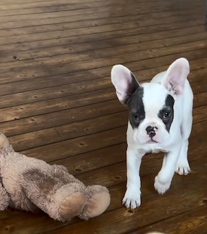 Französische Bulldogge 3,5 Monaten