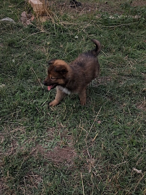 Altdeutsche Hütehund Welpen 