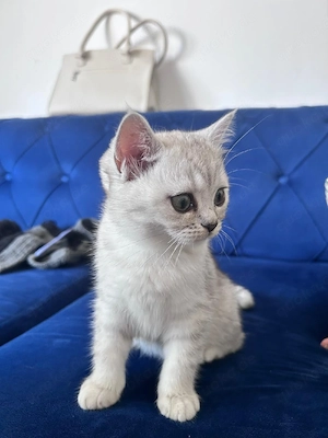 BKH Katzen