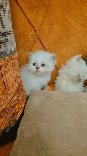 Wunderschöne reinrassige Perser Katzenbabys (Männlich & Weiblich) in liebevolle Hände abzugeben