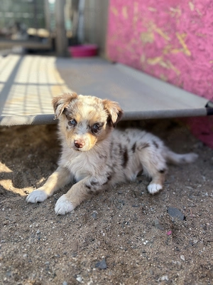 Wunderschöne Australian Shepherd Welpen liebevoll aufgezogen suchen ihr Für-immer-Zuhause ab 01.09.
