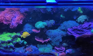 Knallrote Blasenanemone aus stabilem Meerwasseraquarium   Verkauf   Tausch möglich