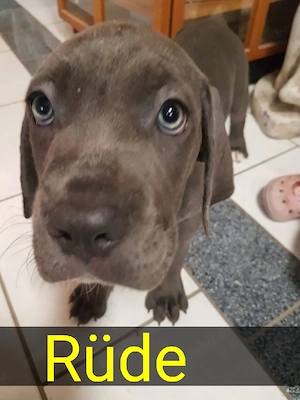 reinrassige cane corso Welpen in blue line. 