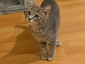 Britisch-Kurzhaar-Kater sucht sein liebevolles Zuhause!    Bild 2