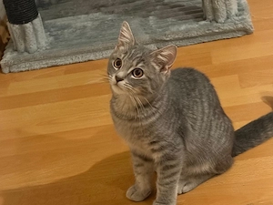 Britisch-Kurzhaar-Kater sucht sein liebevolles Zuhause!   