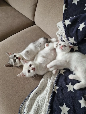 3 wunderschöne BKH Kätzchen suchen eine neue Zuhause