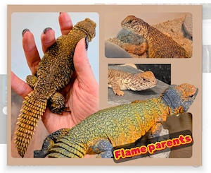 0.1 Uromastyx nigriventris Weibchen von 2024
