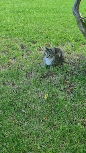 Katze schweren Herzens abzugeben 