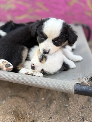 Unsere kleinsten - Mini Australian Shepherd suchen ab 08.09.2026 ihr 5-Sterne-Zuhause