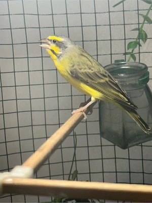 vögel vogel