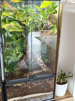 Terrarium mit Taggecko 