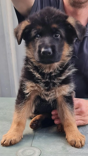 Schäferhund Rüde 