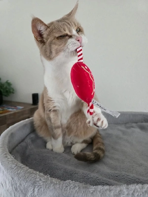 Bina   Europäische Kurzhaarkatze mit einem großen Herzen. Bild 2